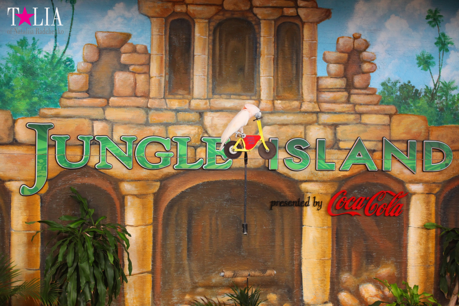 Птицы Джангл Айленд, Майами, Флорида