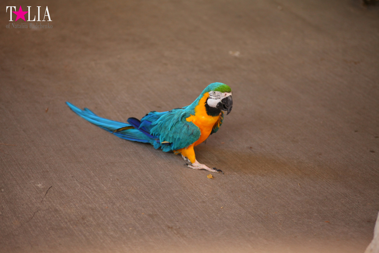 Птицы Джангл Айленд, Майами, Флорида