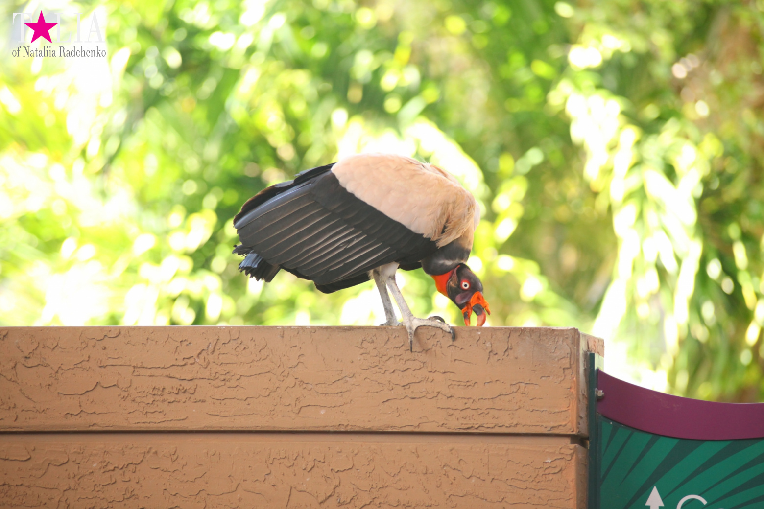 Птицы Джангл Айленд, Майами, Флорида