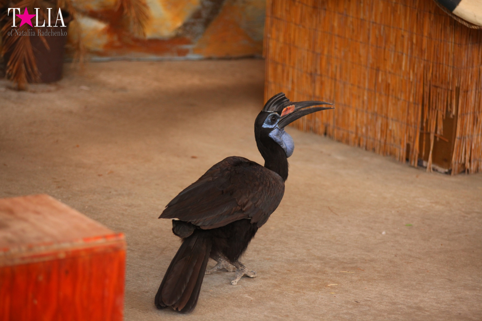Птицы Джангл Айленд, Майами, Флорида