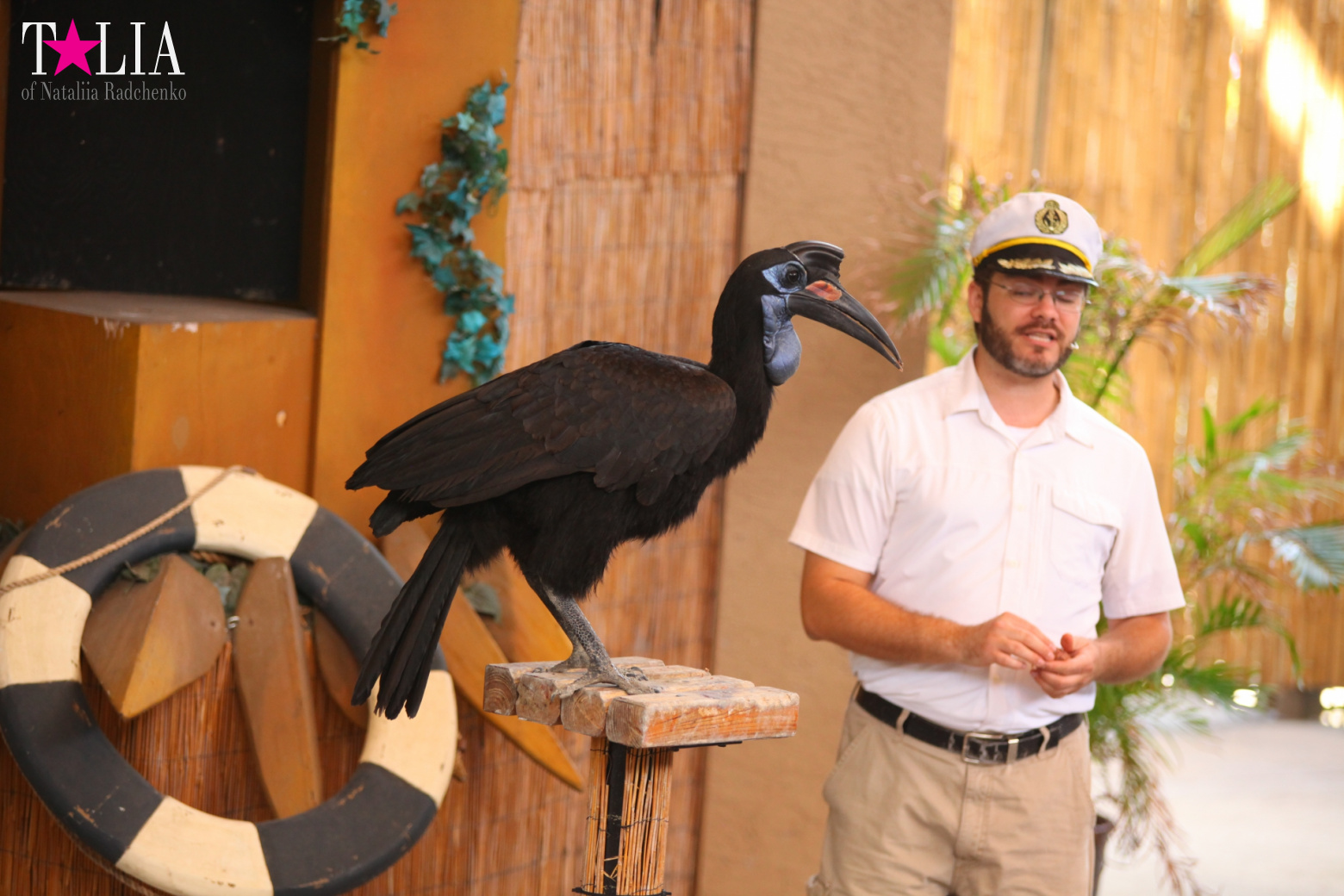 Птицы Джангл Айленд, Майами, Флорида