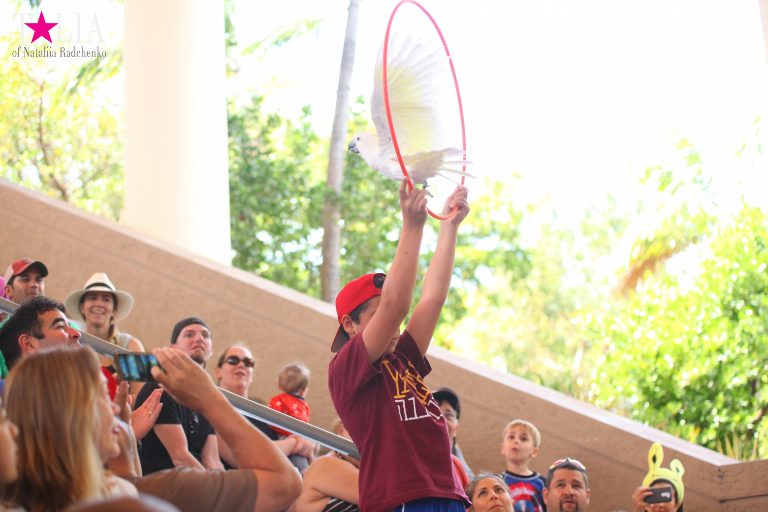 Птицы Джангл Айленд, Майами, Флорида