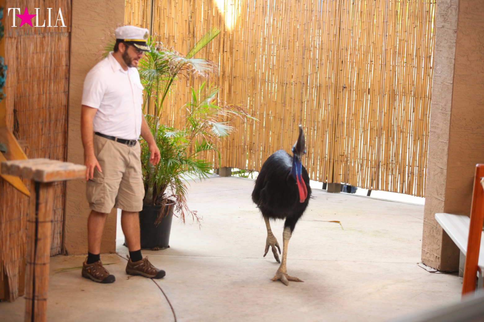 Птицы Джангл Айленд, Майами, Флорида