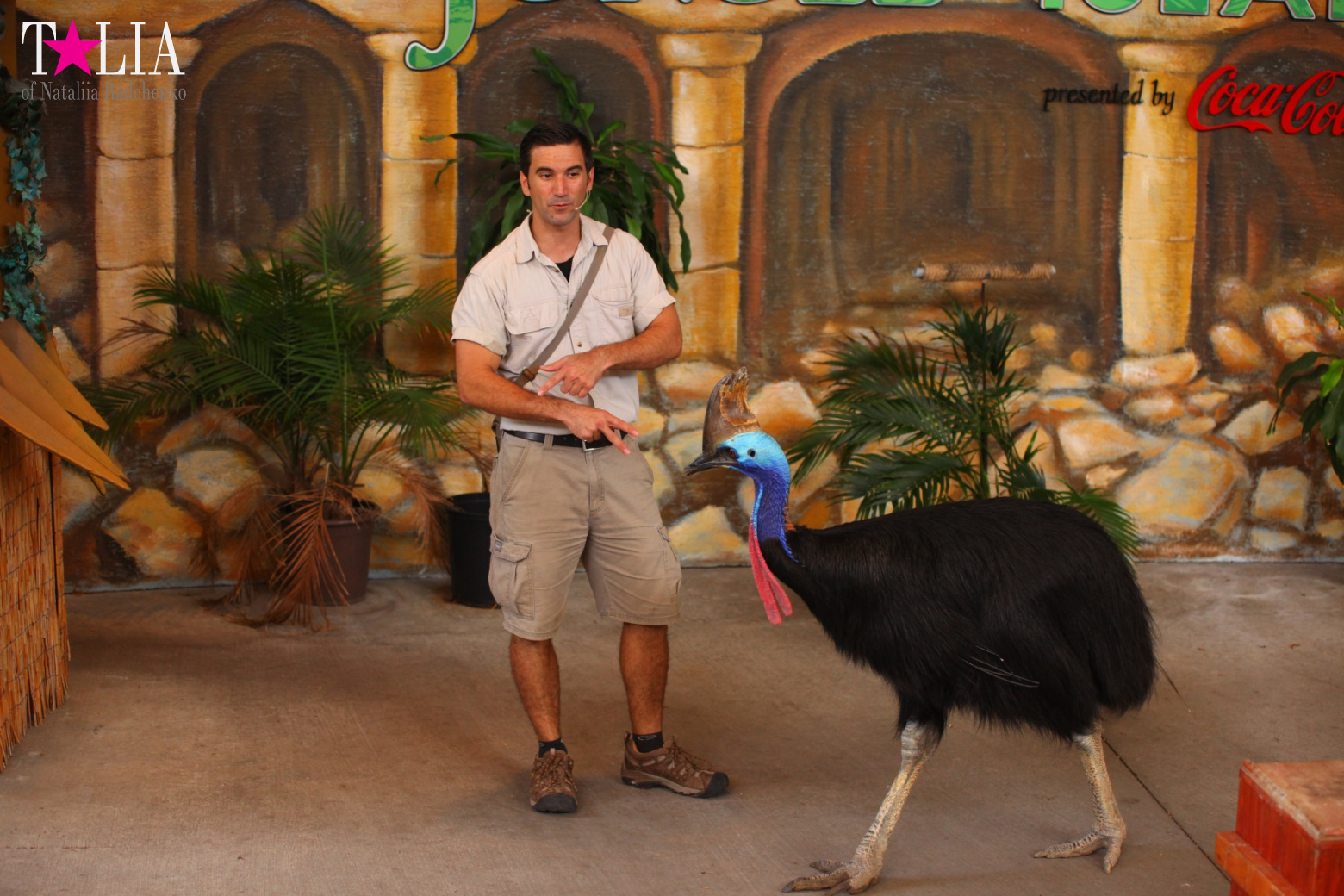 Птицы Джангл Айленд, Майами, Флорида