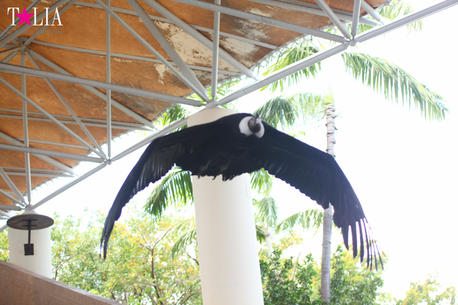 Птицы Джангл Айленд, Майами, Флорида