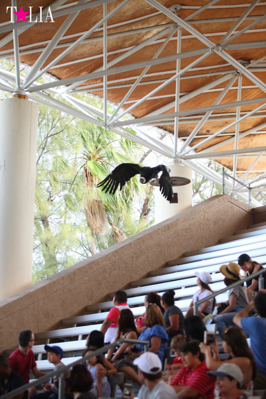 Птицы Джангл Айленд, Майами, Флорида