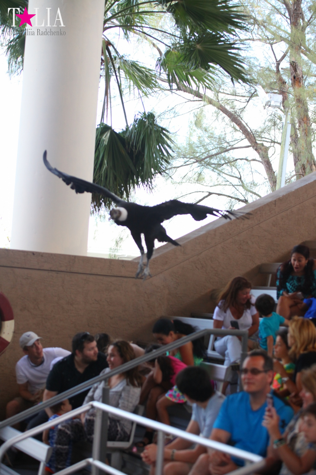 Птицы Джангл Айленд, Майами, Флорида