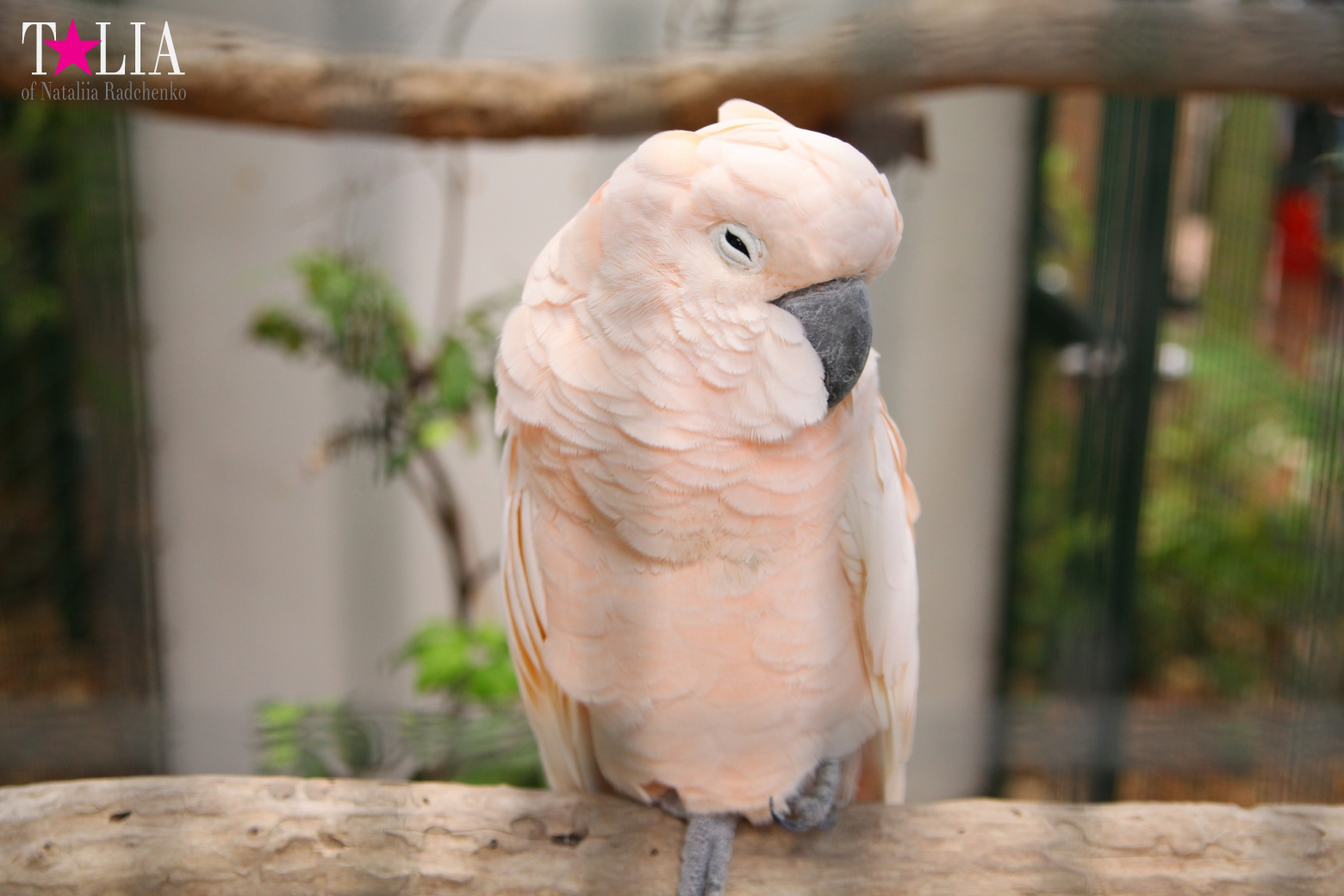 Птицы Джангл Айленд, Майами, Флорида