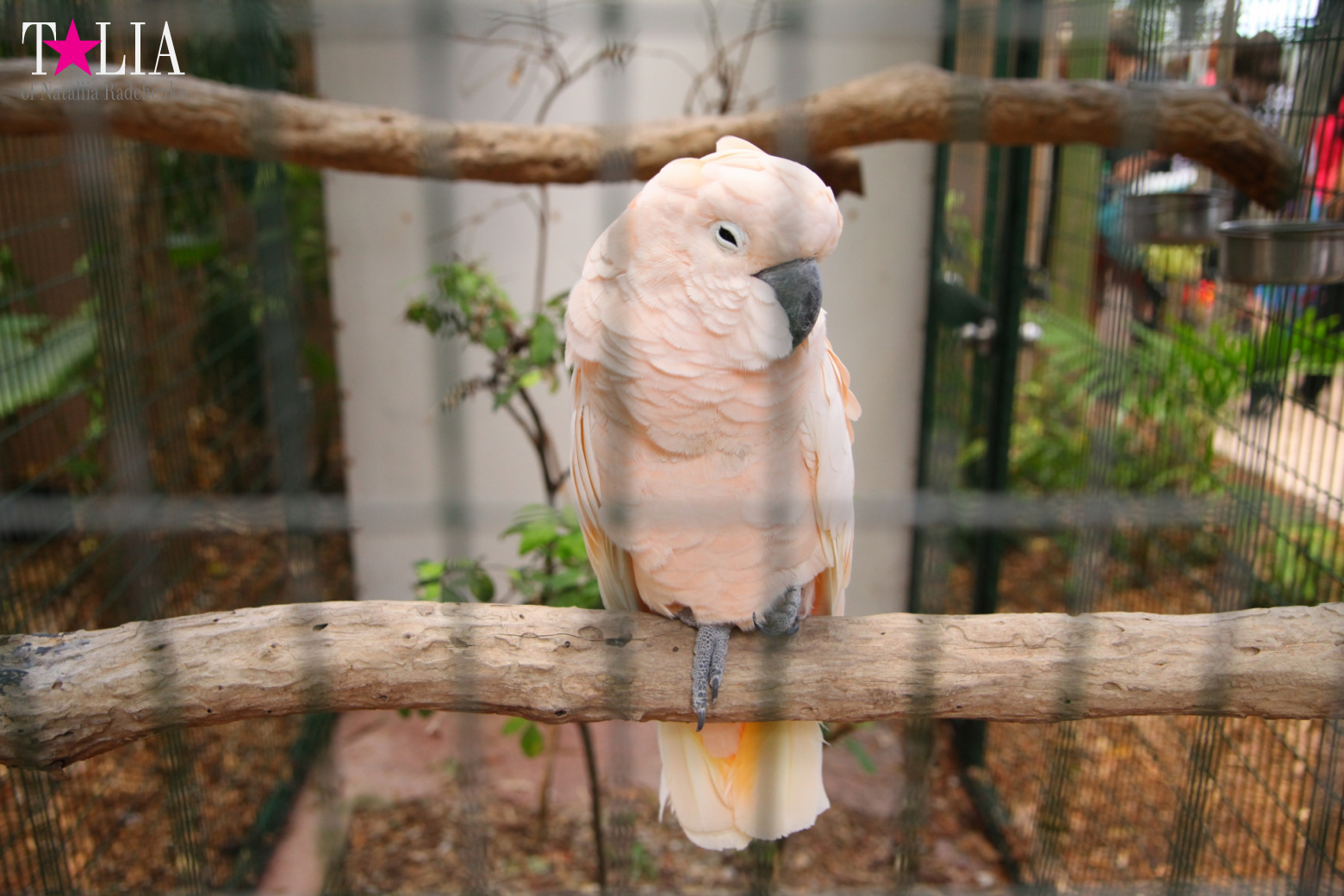 Птицы Джангл Айленд, Майами, Флорида