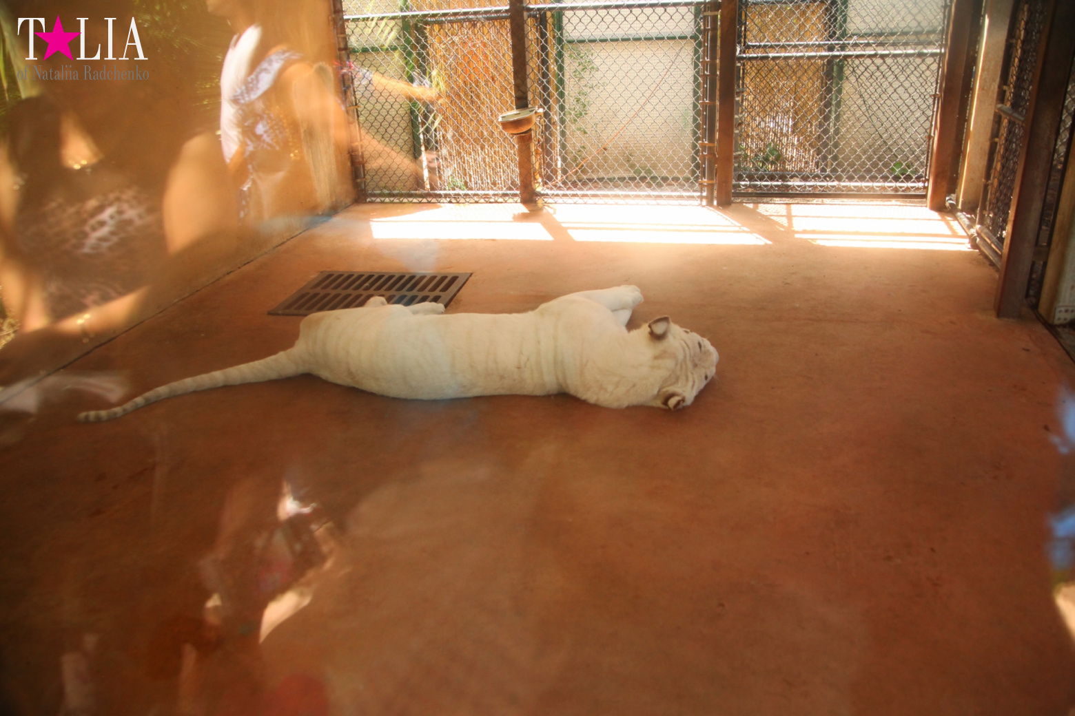 Кенгуру, тигры, черепахи и козлы Джангл Айленд, Майами, Флорида