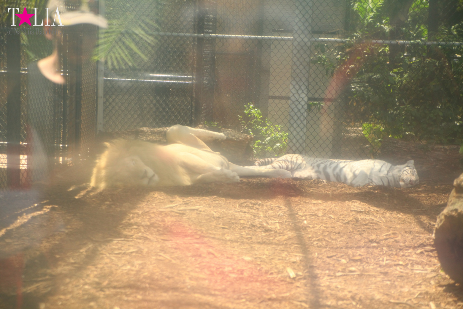 Кенгуру, тигры, черепахи и козлы Джангл Айленд, Майами, Флорида