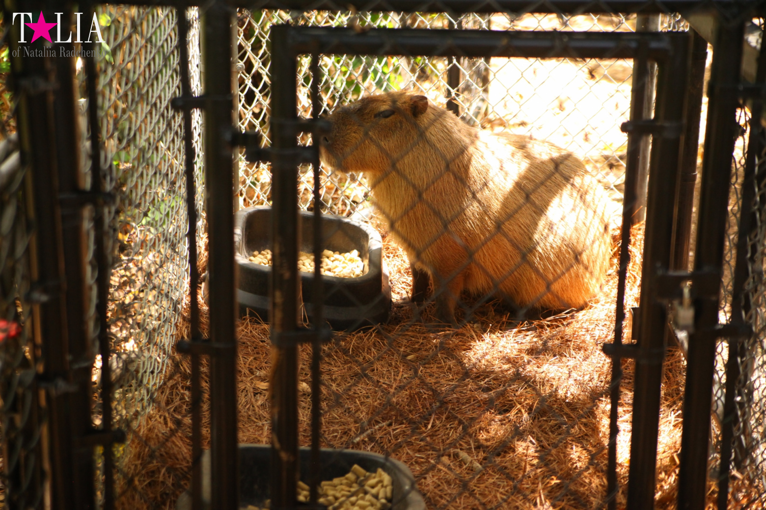 Кенгуру, тигры, черепахи и козлы Джангл Айленд, Майами, Флорида