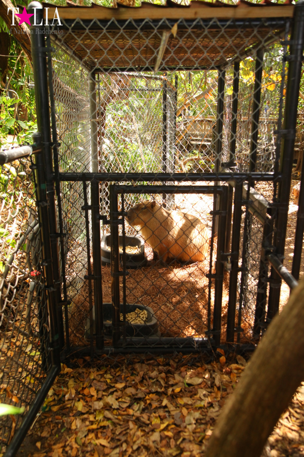 Кенгуру, тигры, черепахи и козлы Джангл Айленд, Майами, Флорида