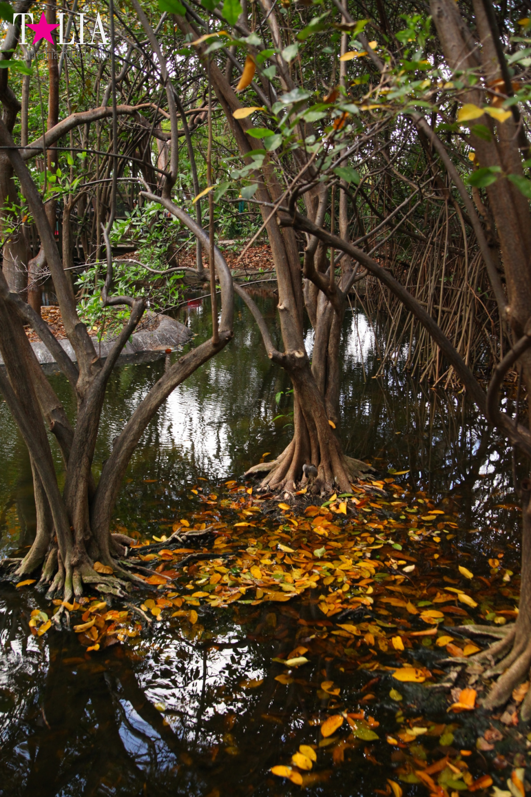 Кенгуру, тигры, черепахи и козлы Джангл Айленд, Майами, Флорида