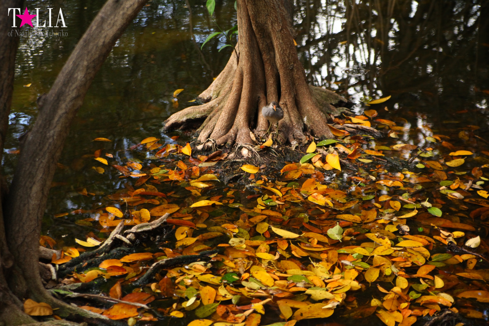 Кенгуру, тигры, черепахи и козлы Джангл Айленд, Майами, Флорида