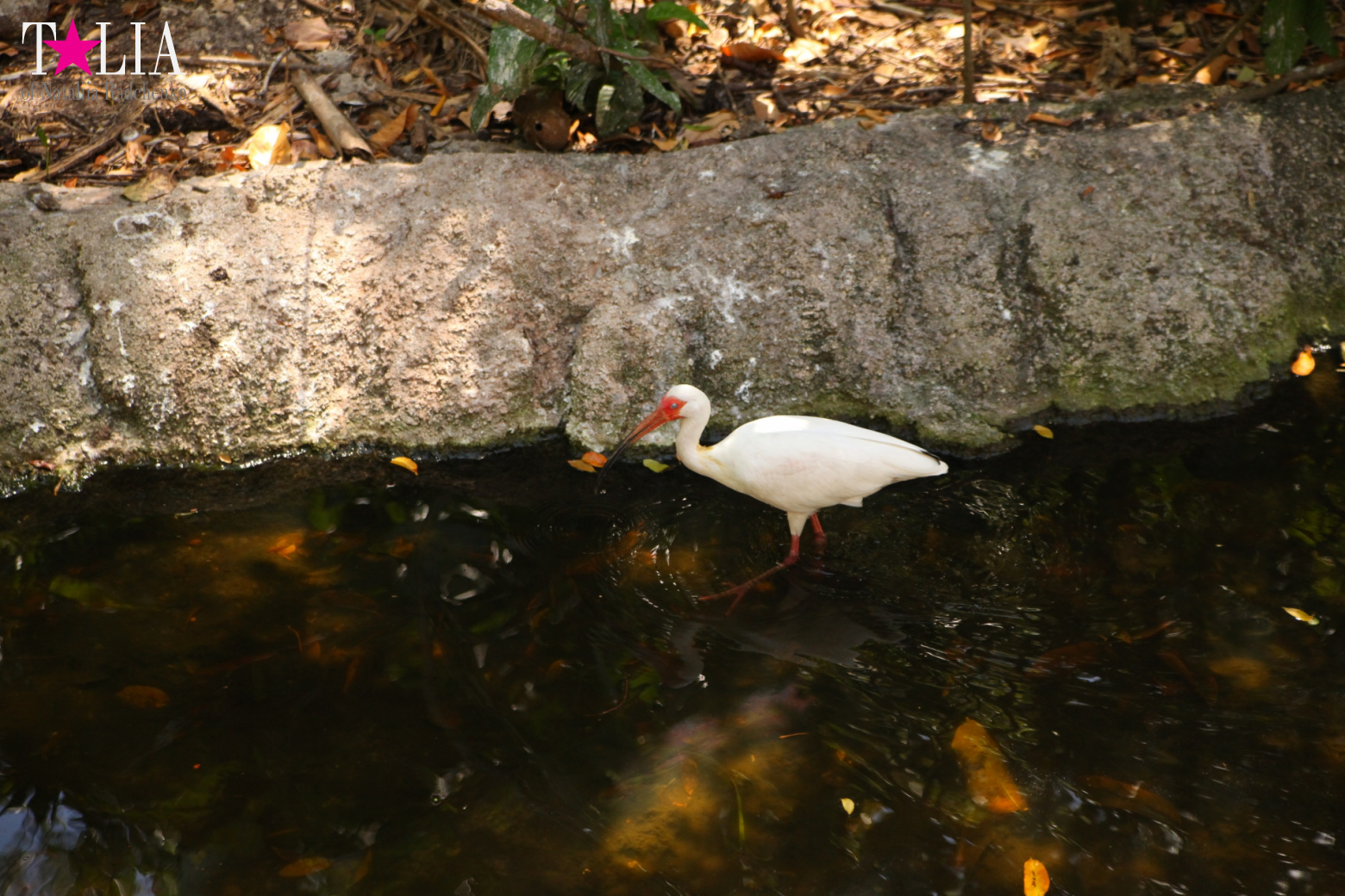 Кенгуру, тигры, черепахи и козлы Джангл Айленд, Майами, Флорида