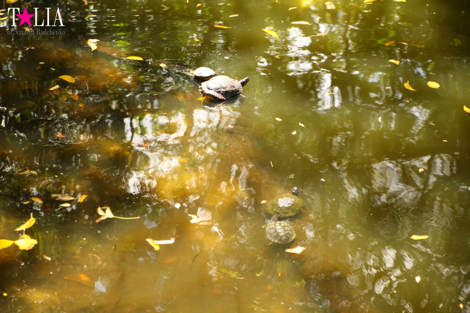 Кенгуру, тигры, черепахи и козлы Джангл Айленд, Майами, Флорида