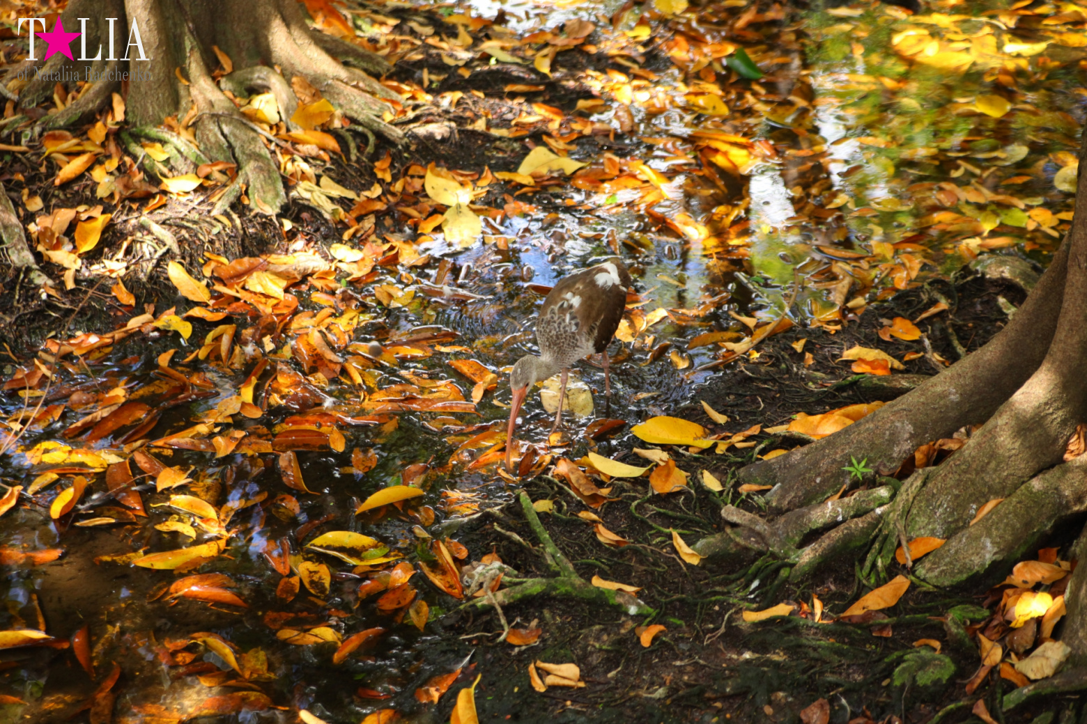 Кенгуру, тигры, черепахи и козлы Джангл Айленд, Майами, Флорида