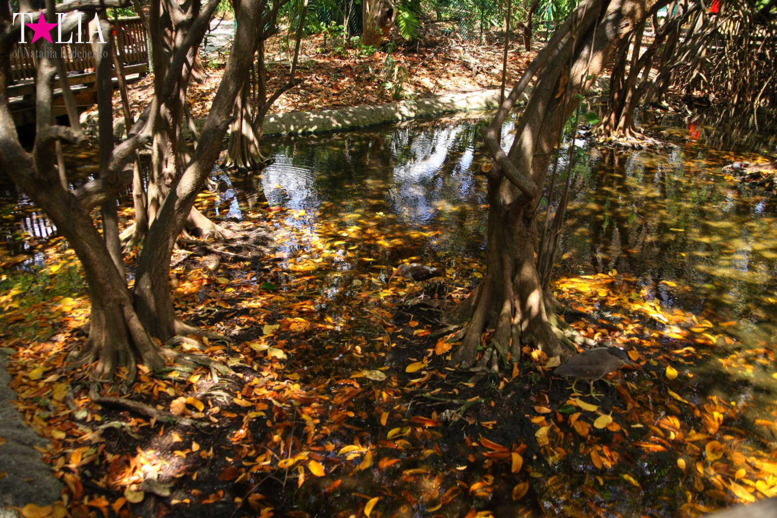 Кенгуру, тигры, черепахи и козлы Джангл Айленд, Майами, Флорида