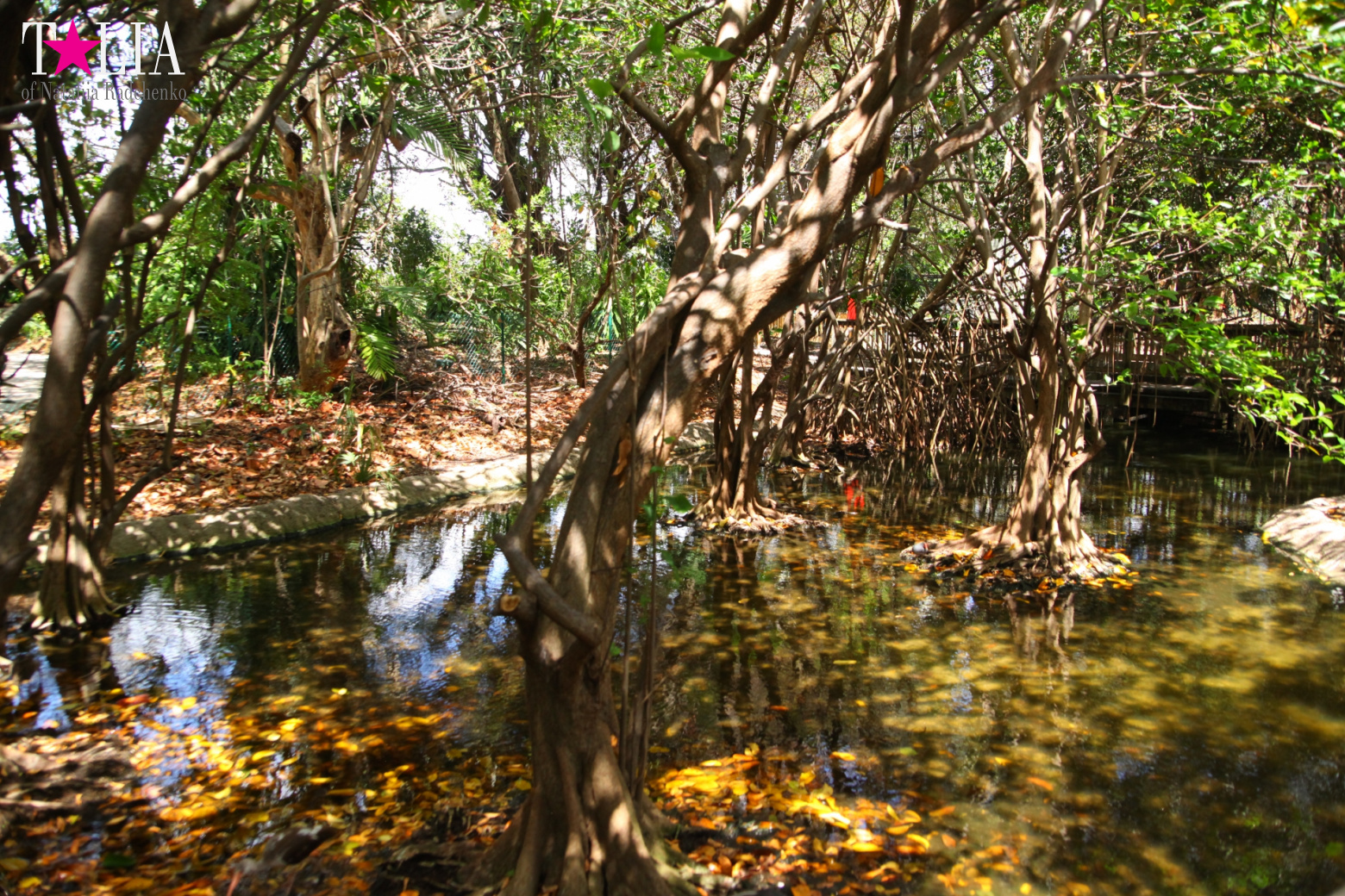 Кенгуру, тигры, черепахи и козлы Джангл Айленд, Майами, Флорида
