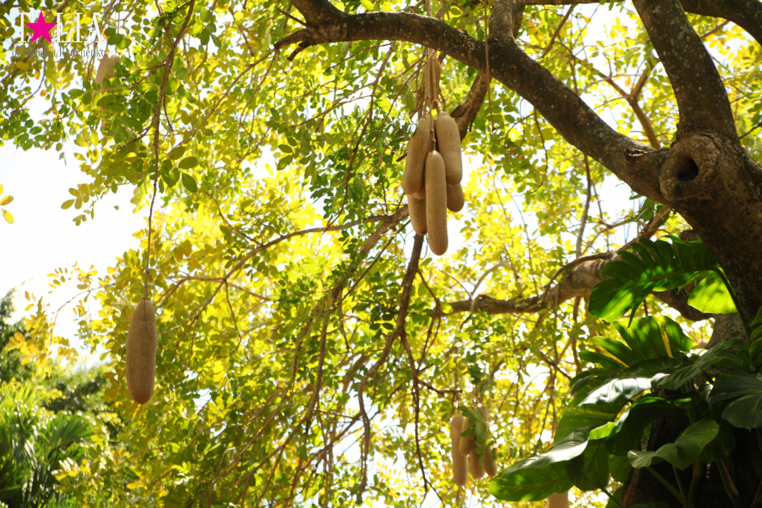 Кенгуру, тигры, черепахи и козлы Джангл Айленд, Майами, Флорида