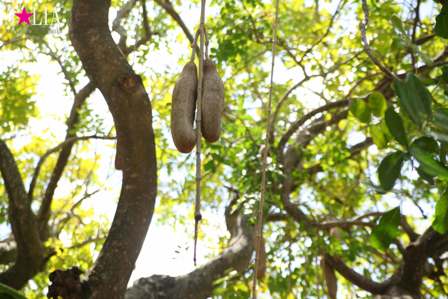 Кенгуру, тигры, черепахи и козлы Джангл Айленд, Майами, Флорида