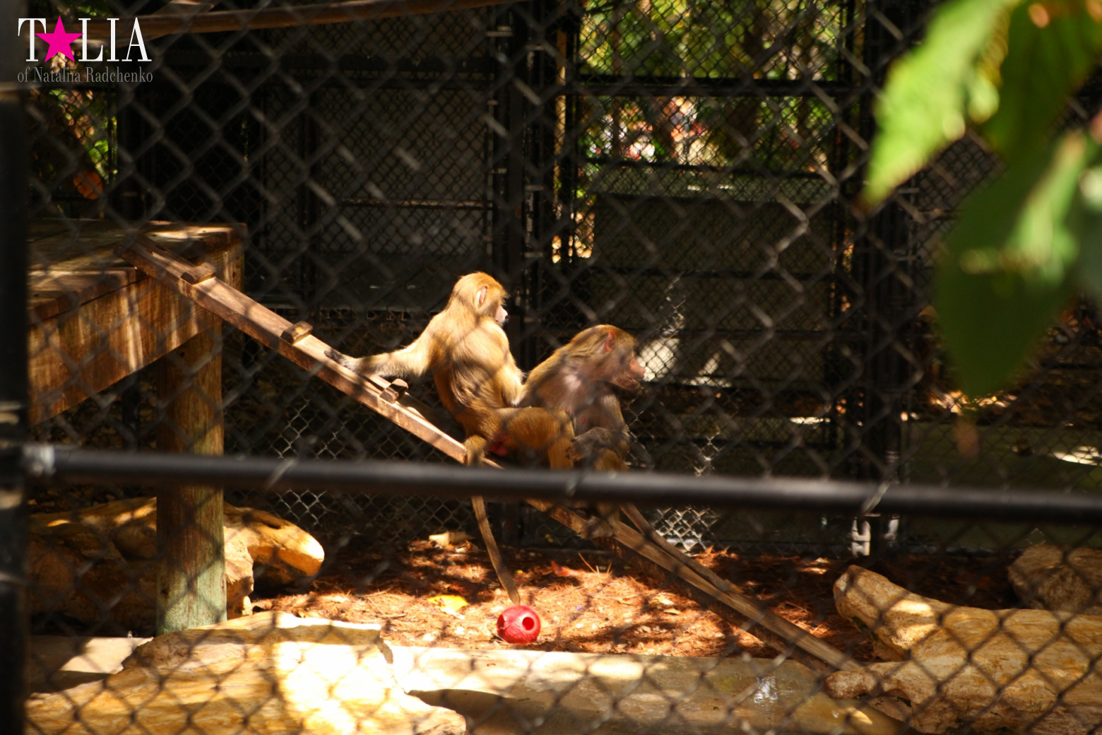 Кенгуру, тигры, черепахи и козлы Джангл Айленд, Майами, Флорида