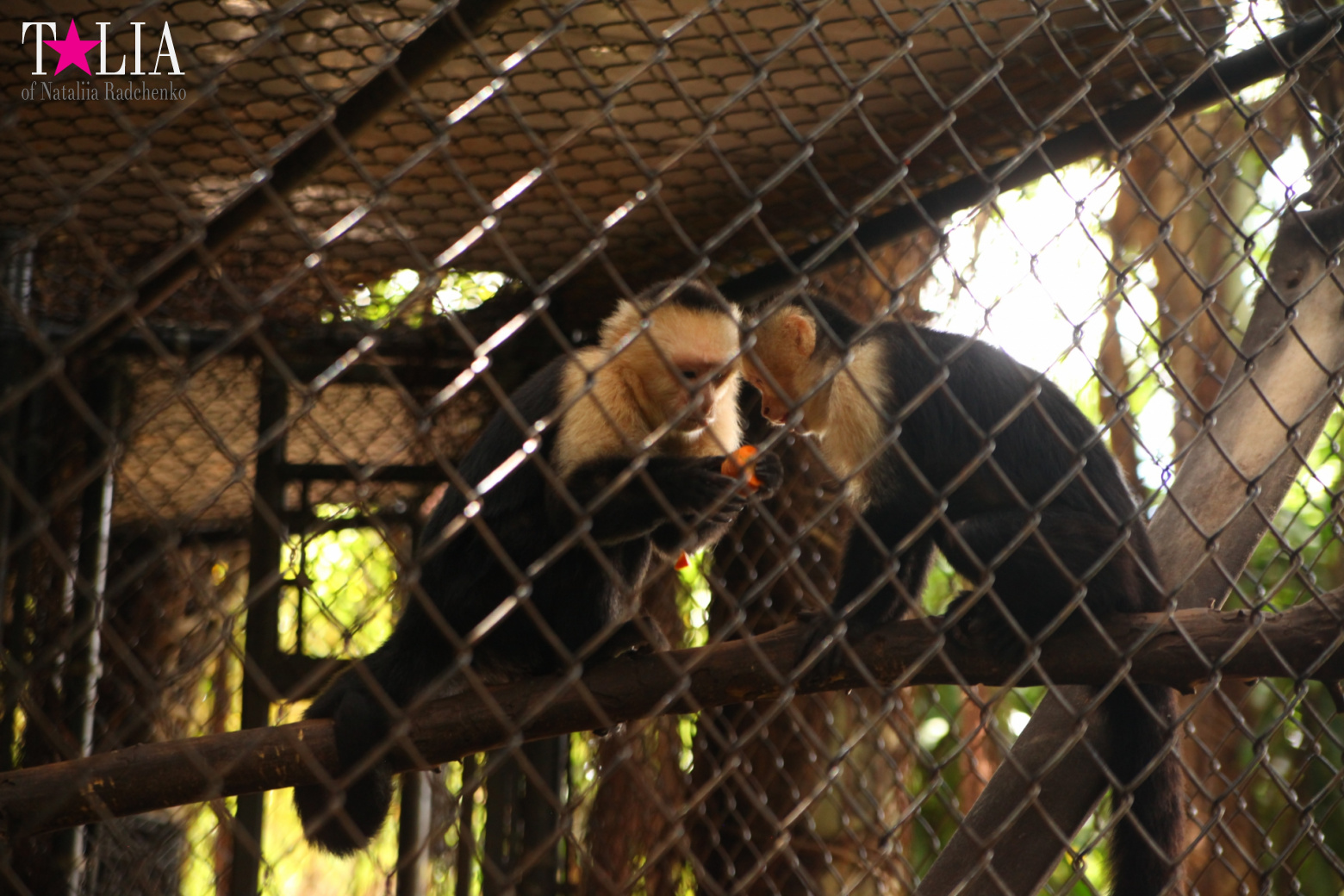Кенгуру, тигры, черепахи и козлы Джангл Айленд, Майами, Флорида