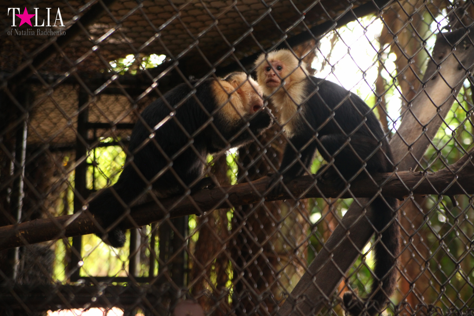 Кенгуру, тигры, черепахи и козлы Джангл Айленд, Майами, Флорида