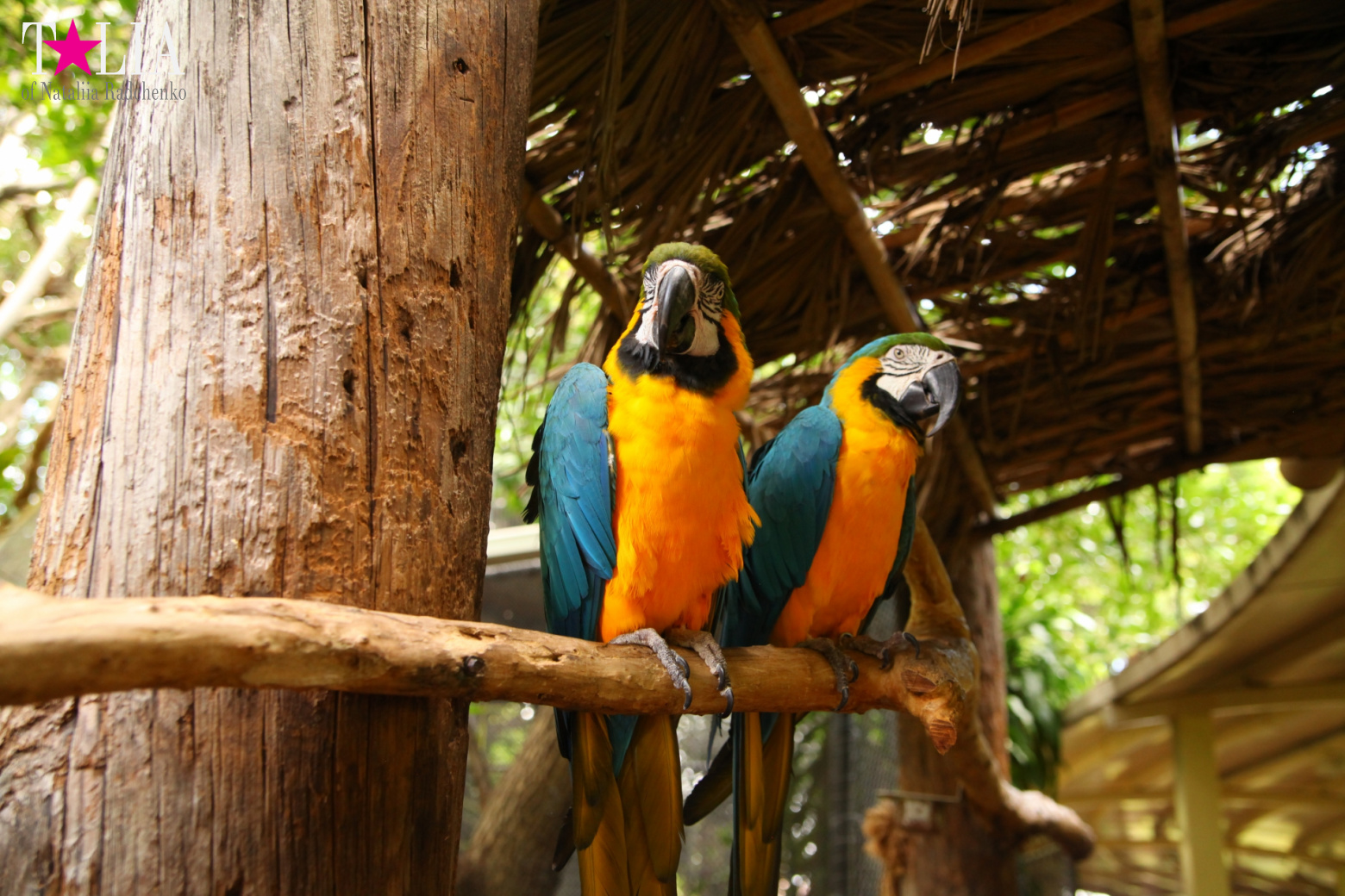 Птицы Джангл Айленд, Майами, Флорида