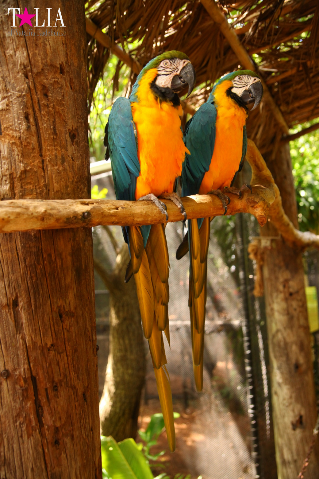 Птицы Джангл Айленд, Майами, Флорида