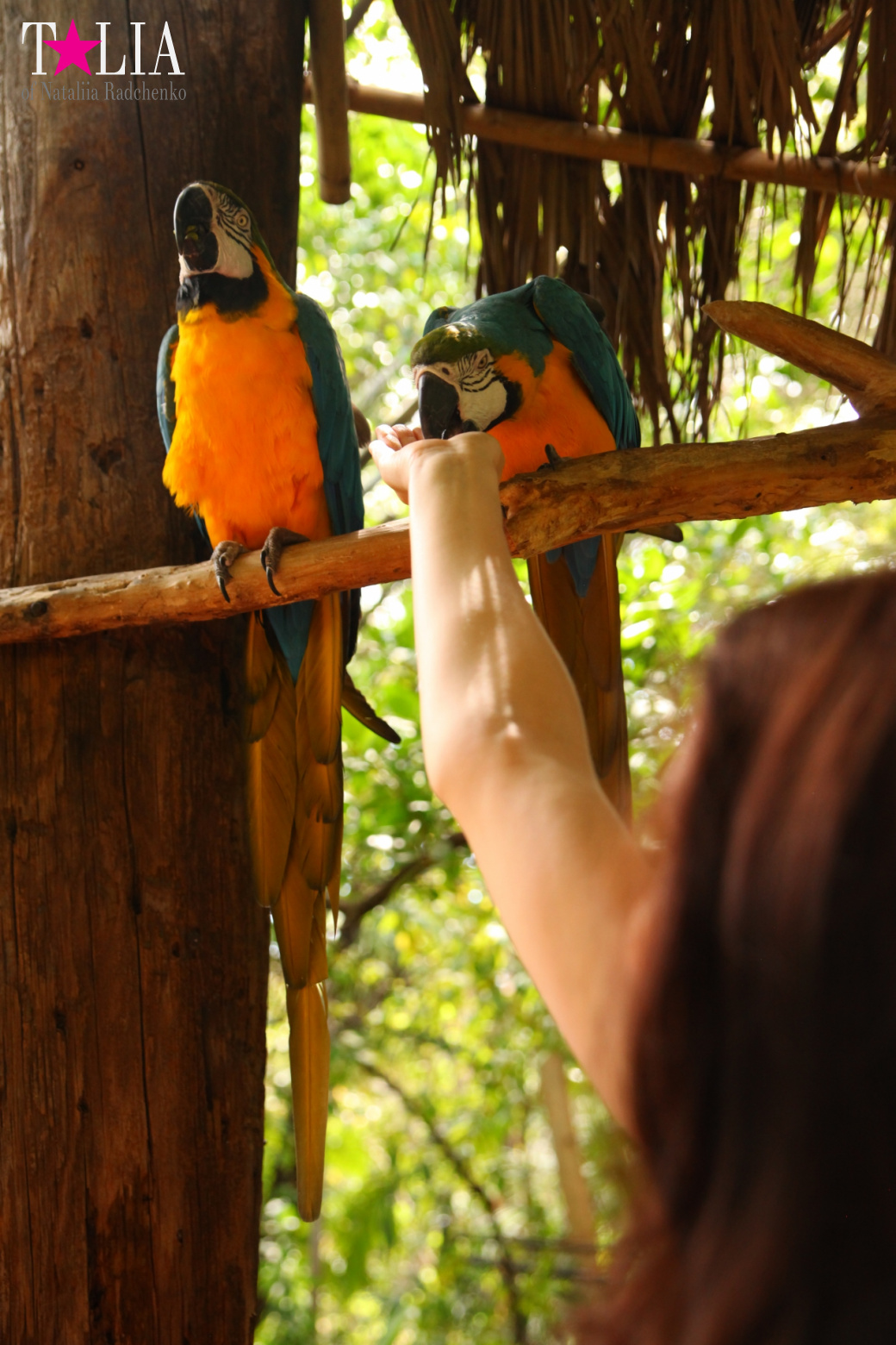 Птицы Джангл Айленд, Майами, Флорида