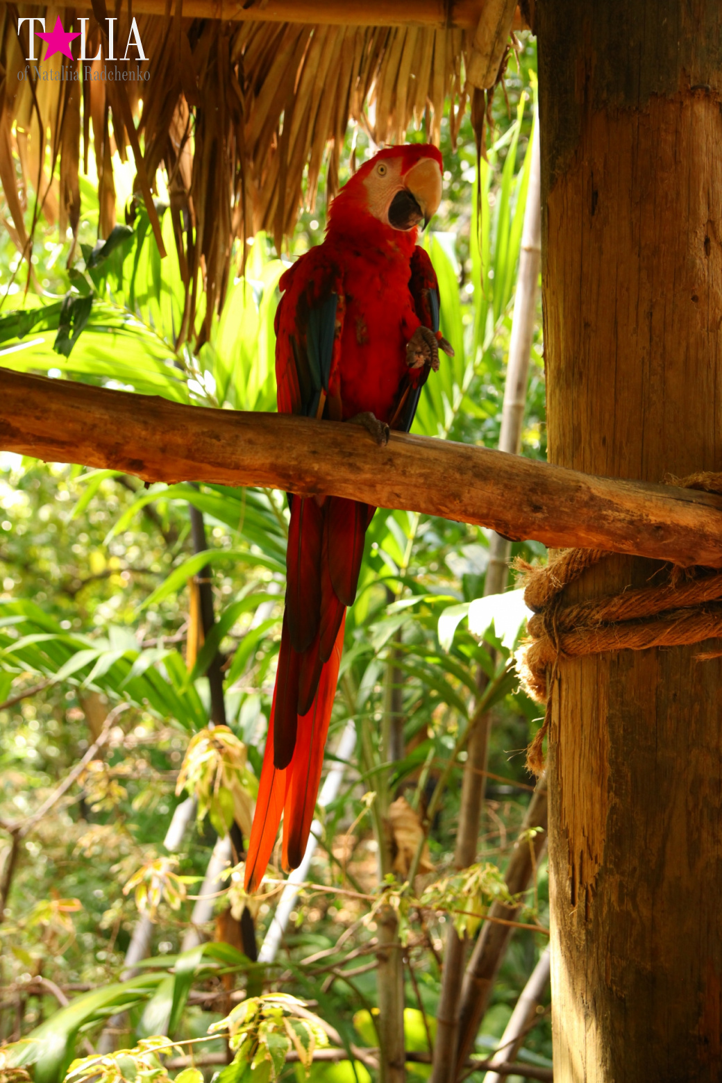 Птицы Джангл Айленд, Майами, Флорида