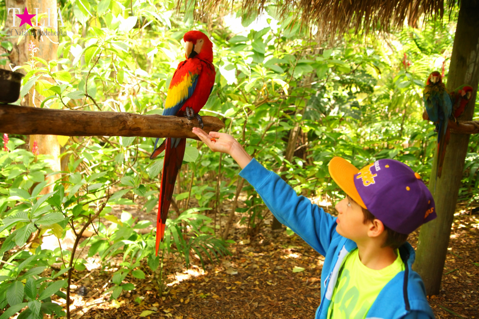 Птицы Джангл Айленд, Майами, Флорида