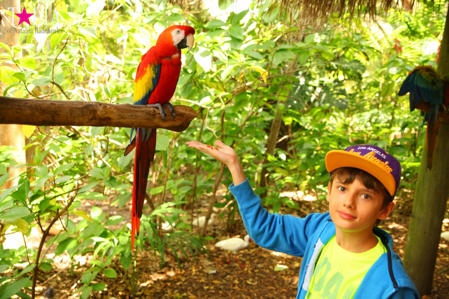 Птицы Джангл Айленд, Майами, Флорида