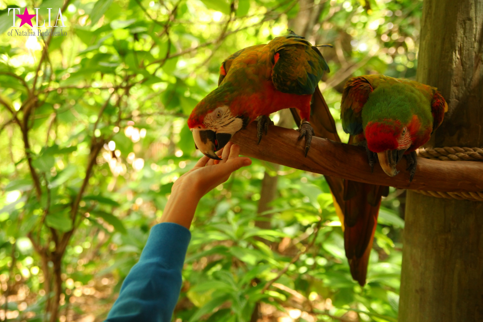 Птицы Джангл Айленд, Майами, Флорида