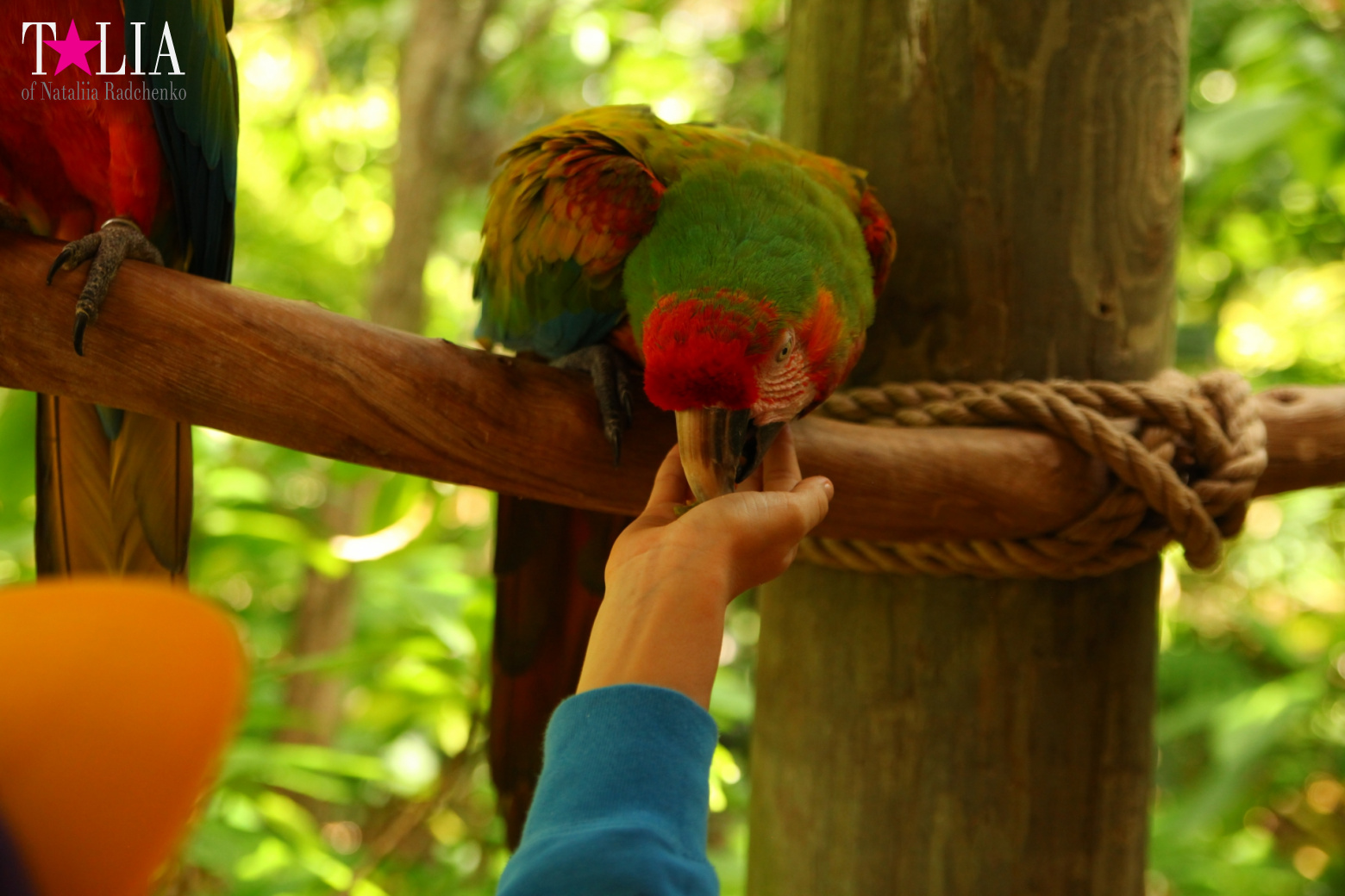 Птицы Джангл Айленд, Майами, Флорида