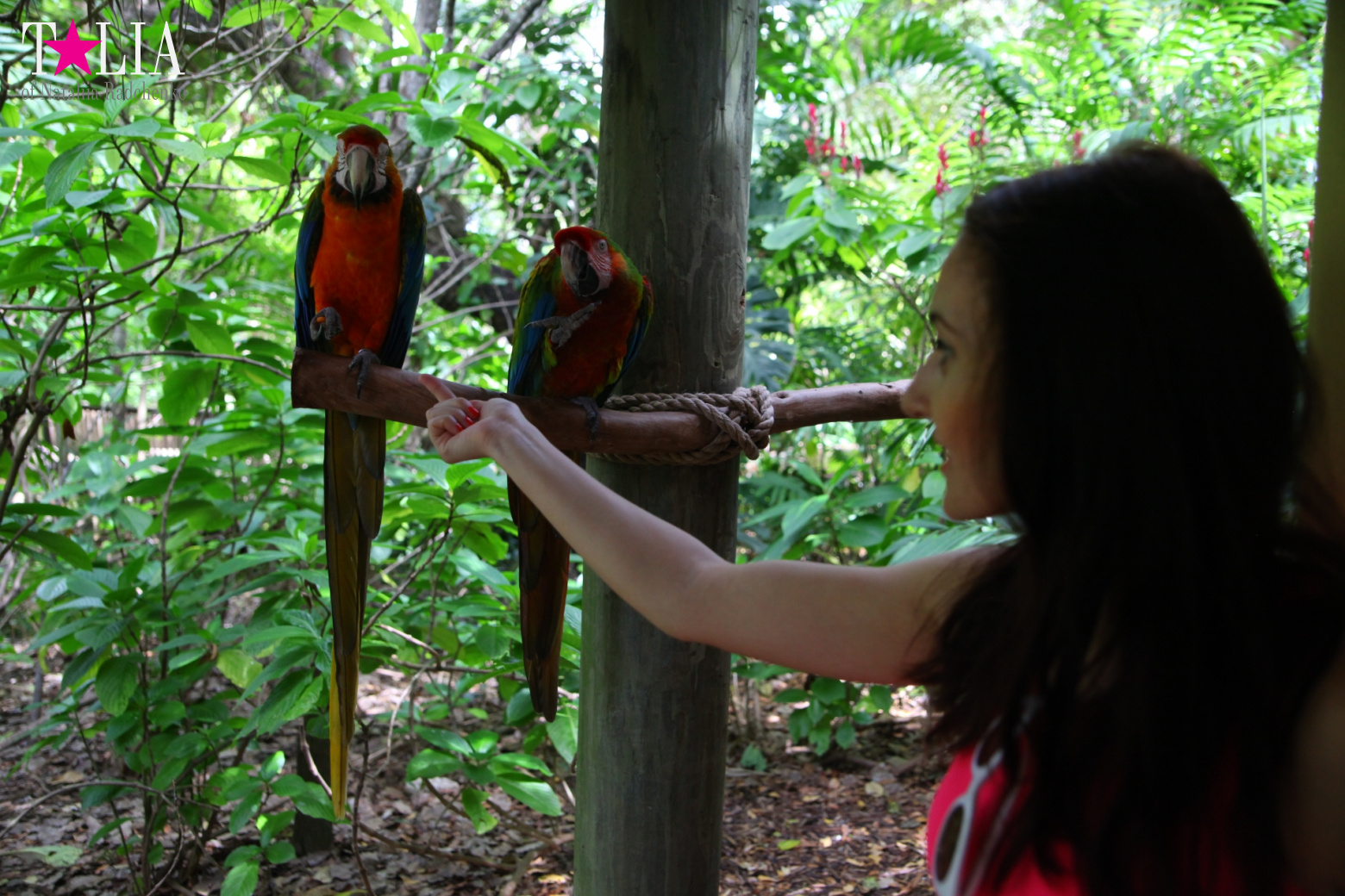 Птицы Джангл Айленд, Майами, Флорида