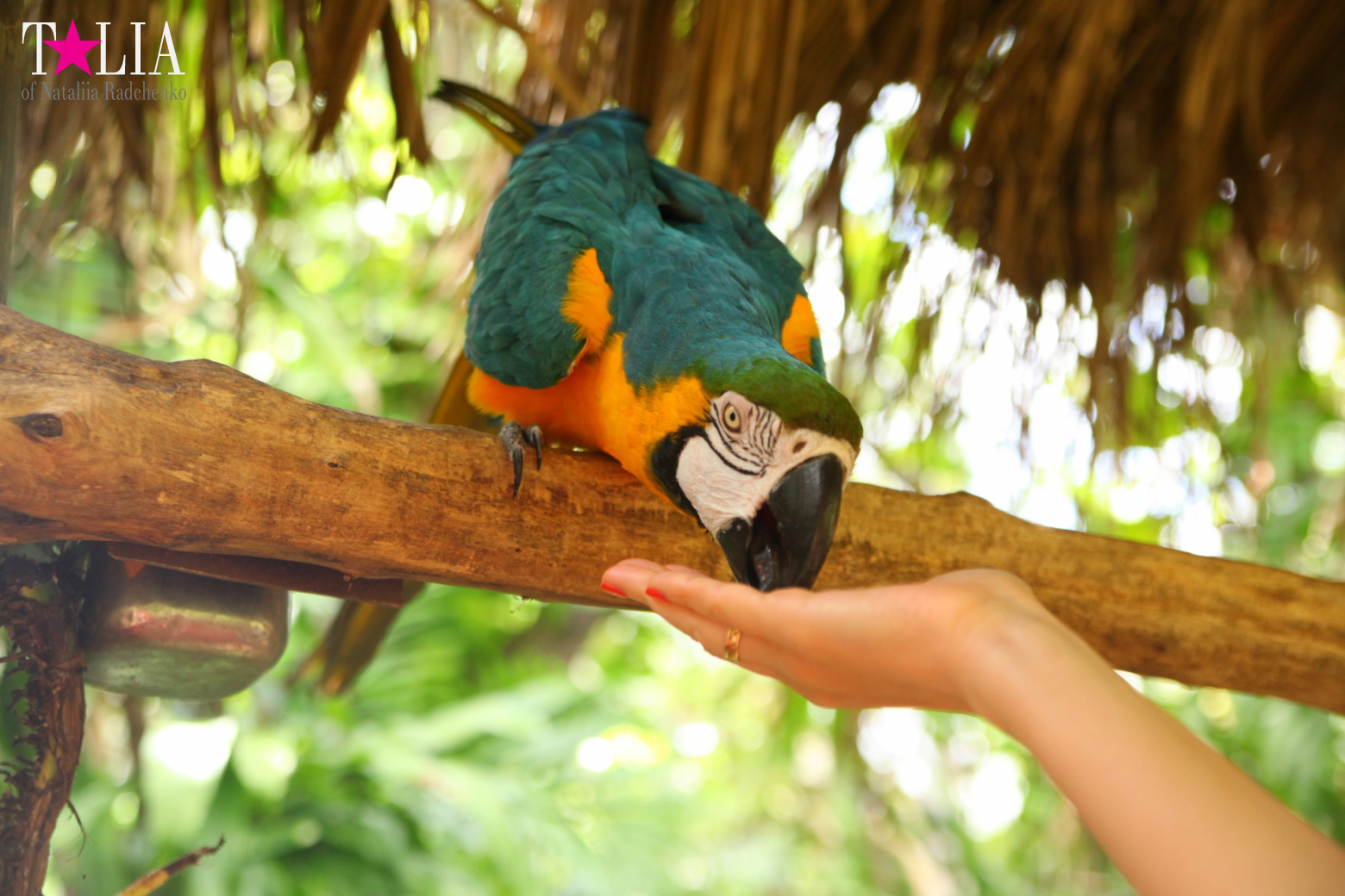 Птицы Джангл Айленд, Майами, Флорида