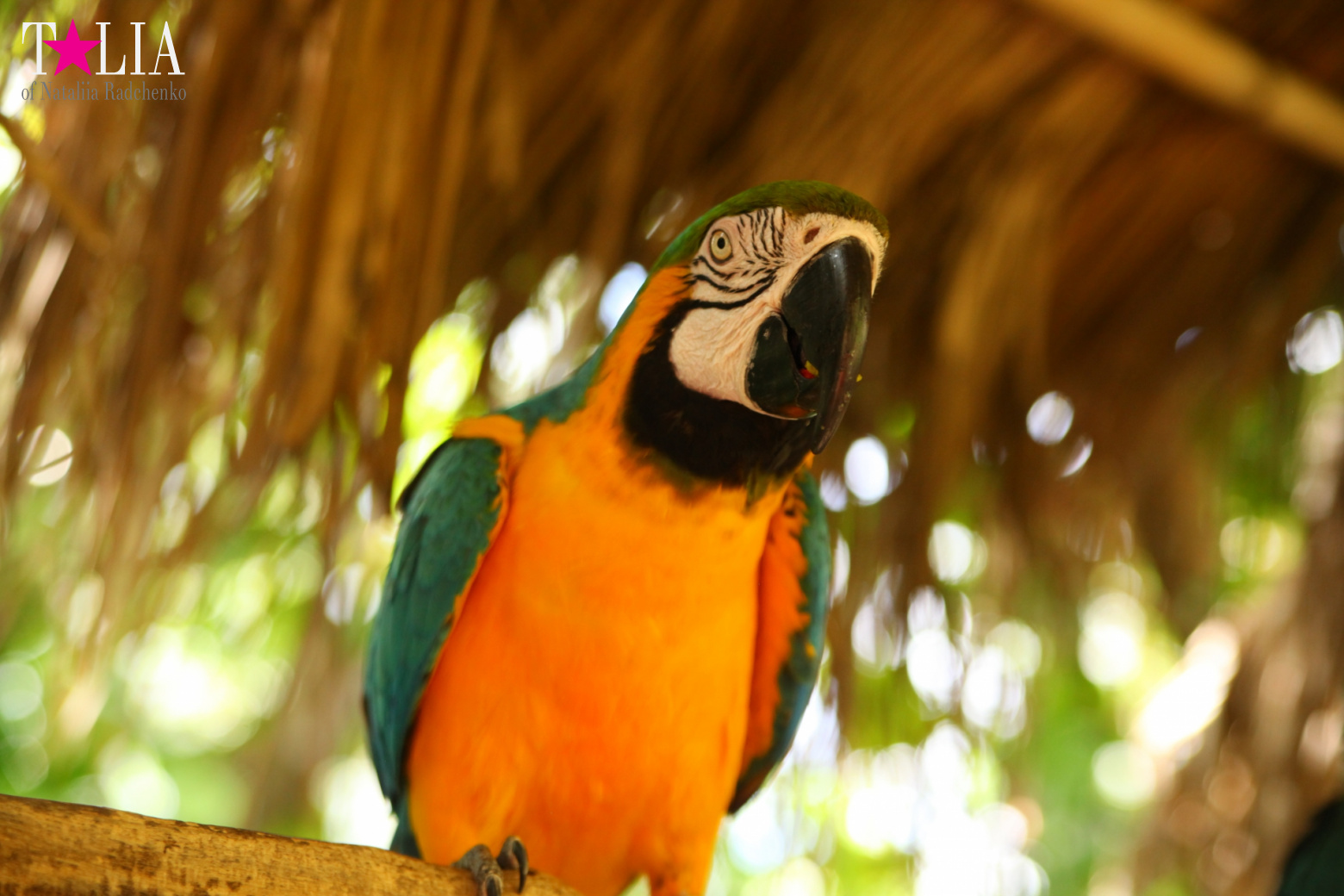 Птицы Джангл Айленд, Майами, Флорида