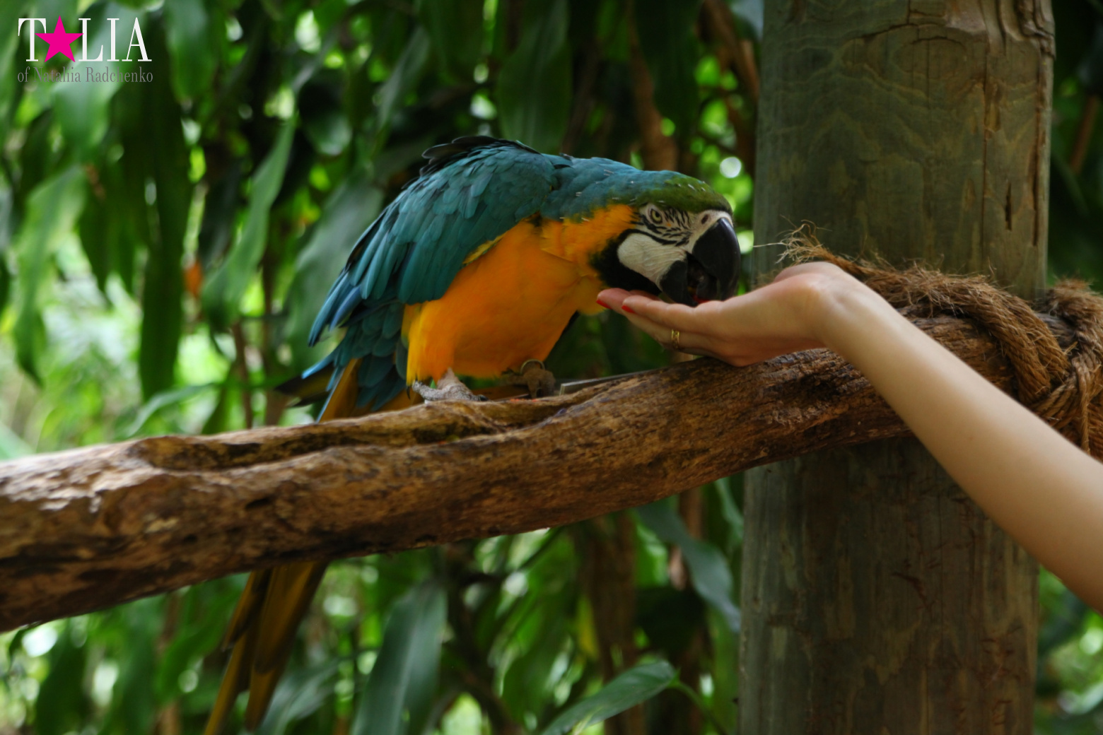Птицы Джангл Айленд, Майами, Флорида