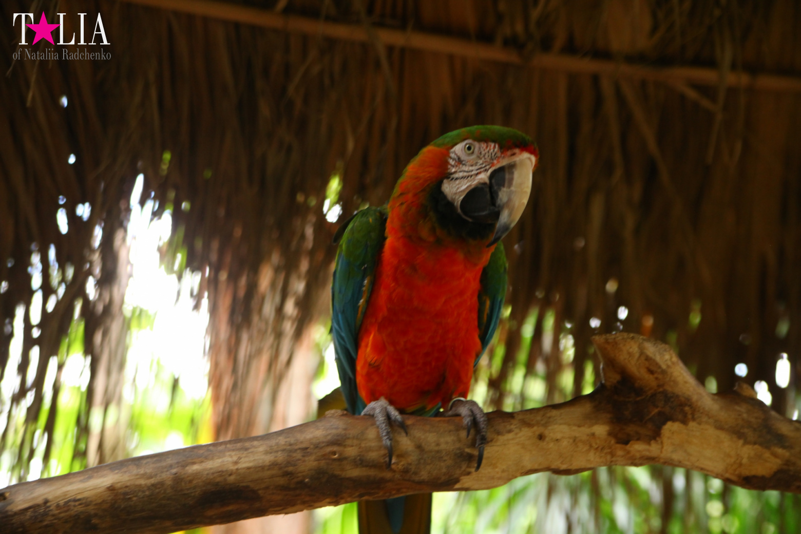 Птицы Джангл Айленд, Майами, Флорида