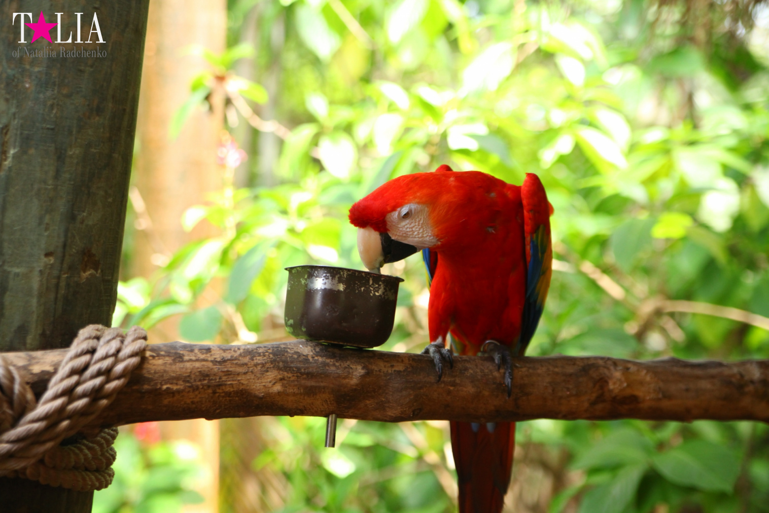 Птицы Джангл Айленд, Майами, Флорида