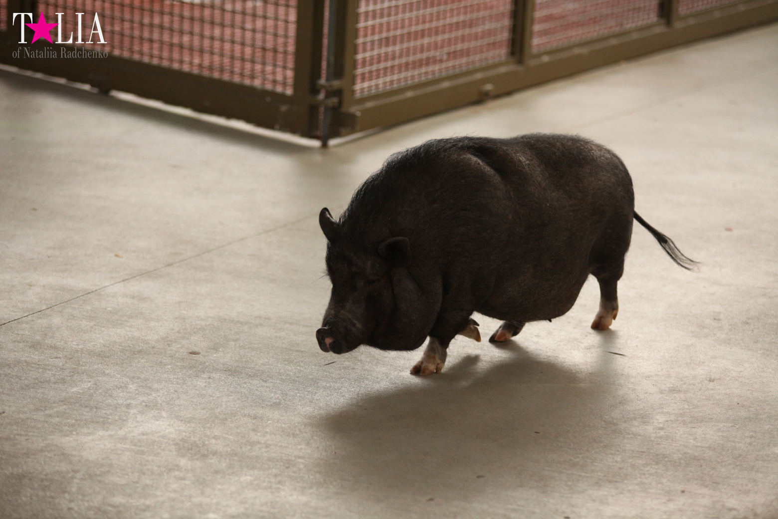 Кенгуру, тигры, черепахи и козлы Джангл Айленд, Майами, Флорида