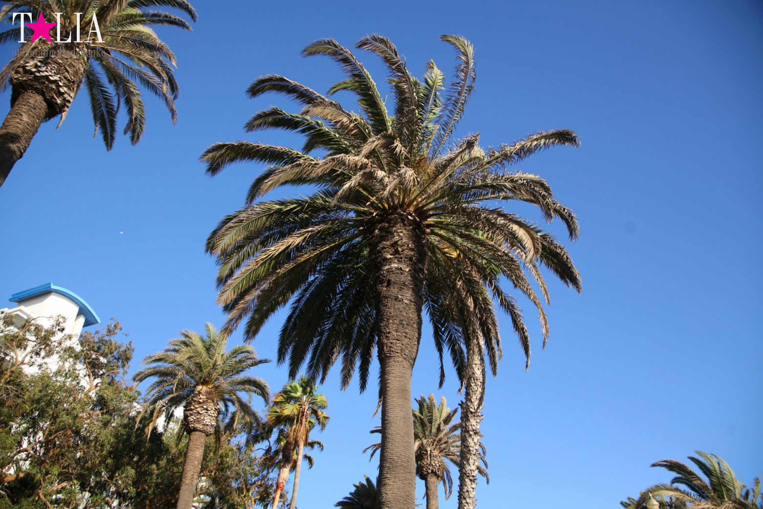 Санта-Моника, Лос-Анджелес, штат Калифорния