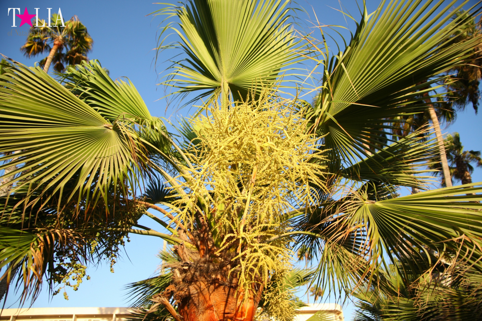 Санта-Моника, Лос-Анджелес, штат Калифорния