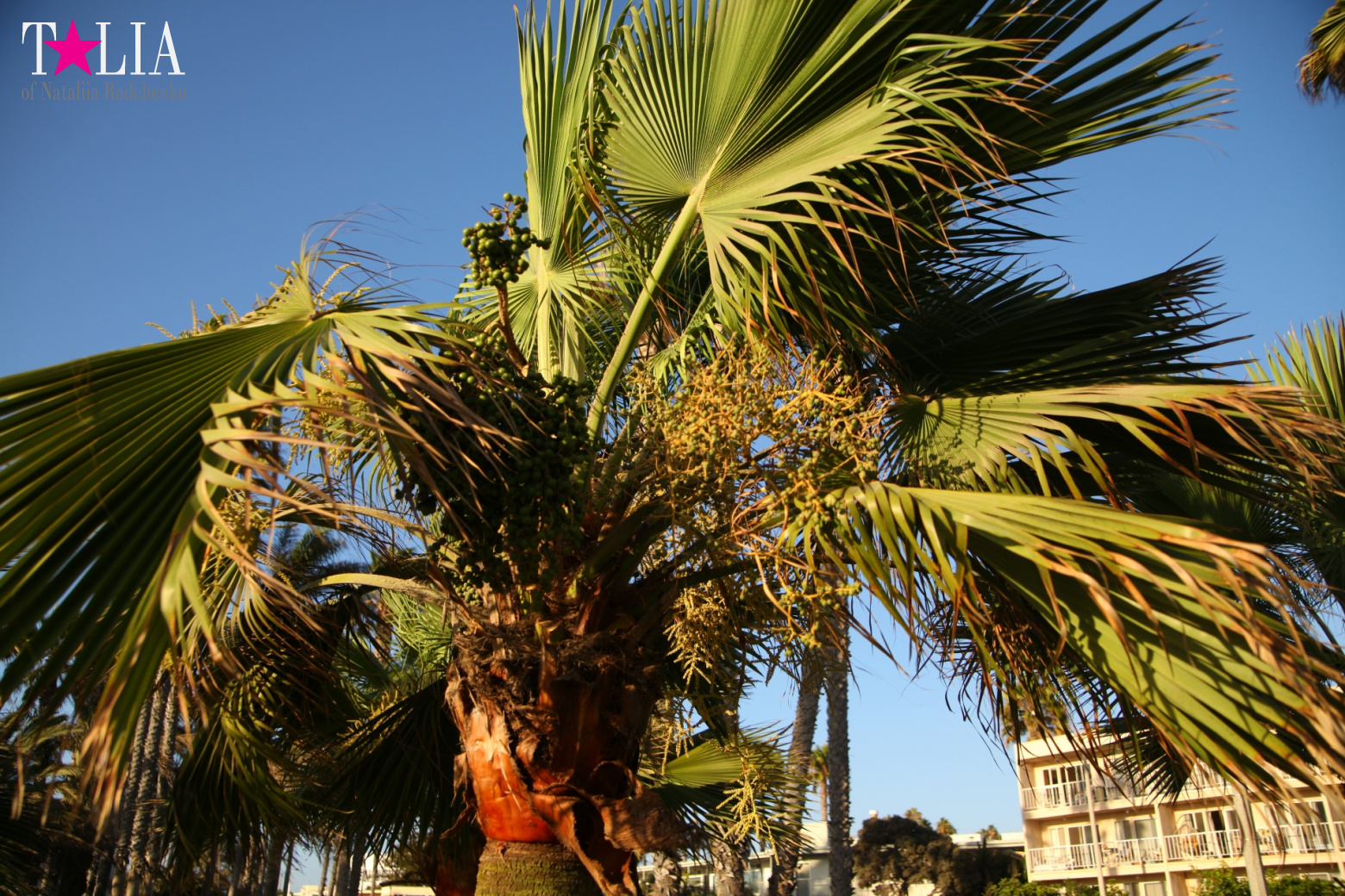 Санта-Моника, Лос-Анджелес, штат Калифорния