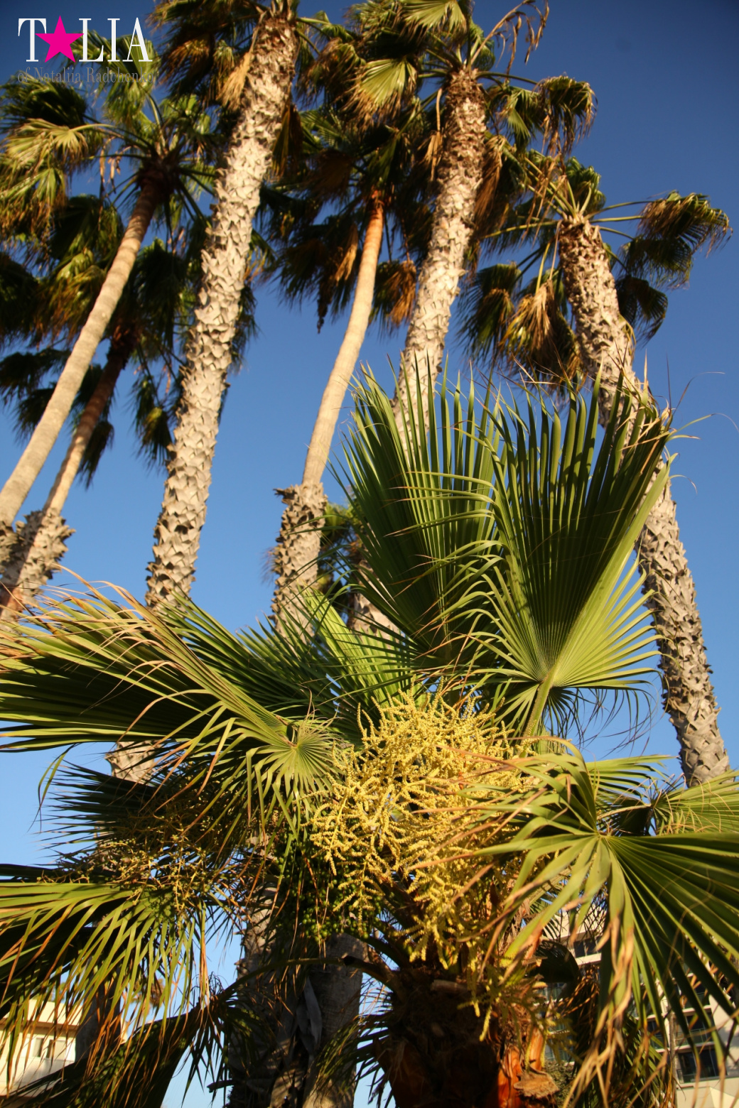 Санта-Моника, Лос-Анджелес, штат Калифорния