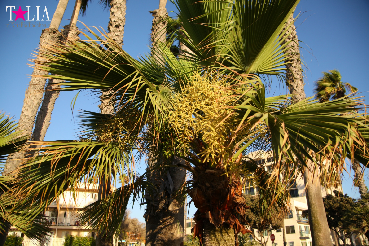 Санта-Моника, Лос-Анджелес, штат Калифорния