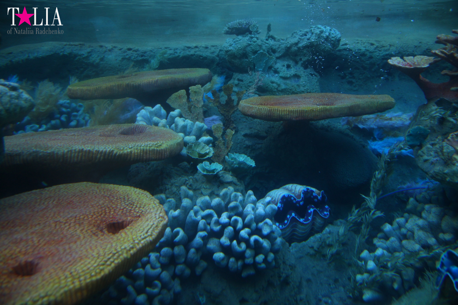 Диснейленд в Калифорнии (Анахайм, Лос Анжелес). Аттракционы